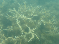 Acropora muricata