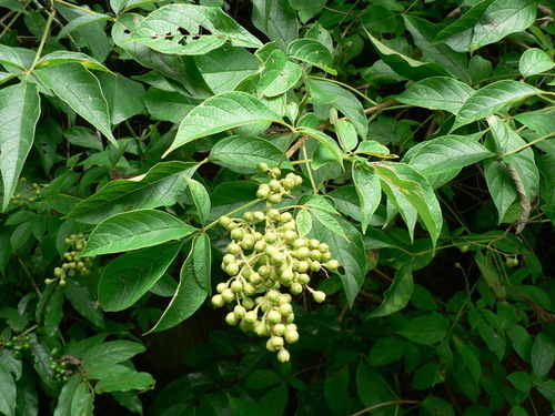 orange-fruited fingerleaf (Vitex buchananii)