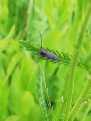 Phytoecia pustulata