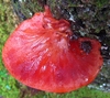 Beefsteak Polypore - Photo (c) mycowalt, some rights reserved (CC BY-SA), uploaded by mycowalt