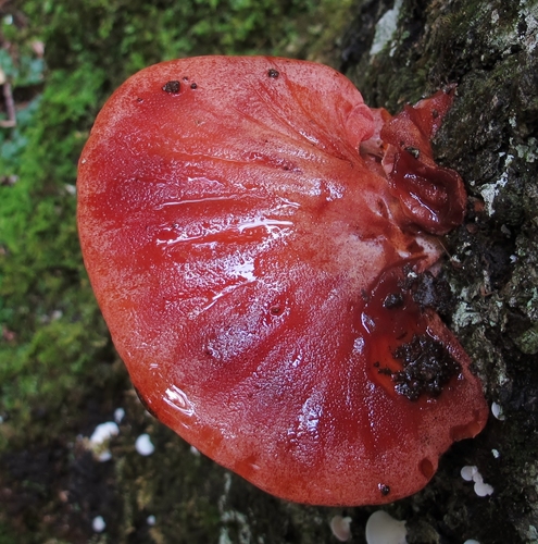 Beefsteak Polypore