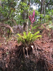 Tillandsia lucida