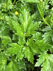 Ranunculus repens