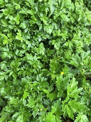 Ranunculus repens
