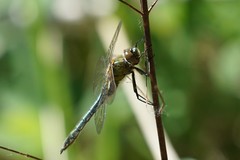 Cordulia aenea aenea