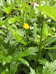 Ranunculus repens