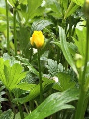 Ranunculus repens