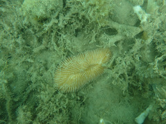 Ctenactis
