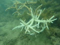 Acropora muricata