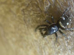 Salticus scenicus