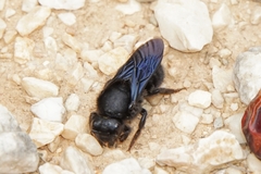 Megachile parietina