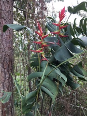 Heliconia bihai