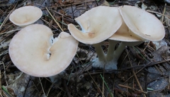 Clitocybe gibba image