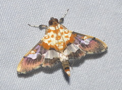 Aetholix flavibasalis