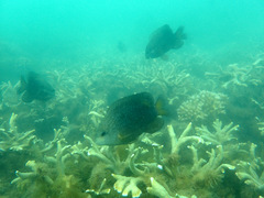 Hemiglyphidodon plagiometopon