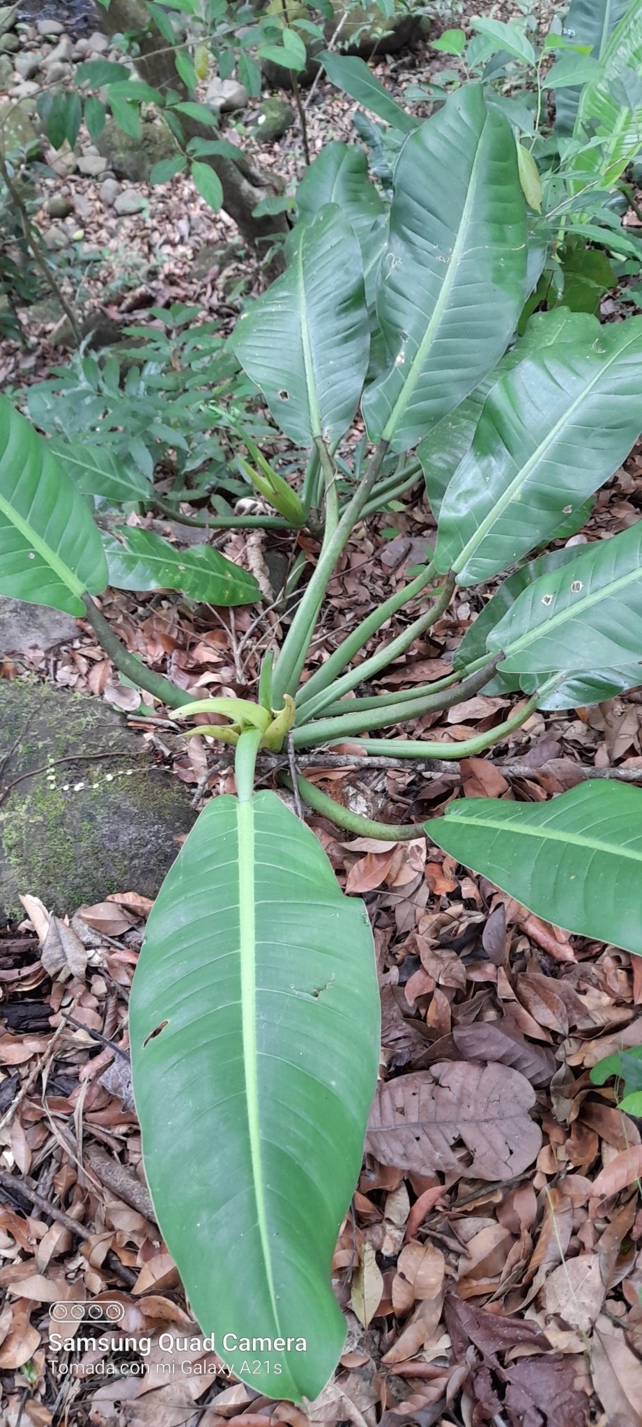 Philodendron auriculatum  iNaturalist