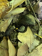 Chrysopilus davisi