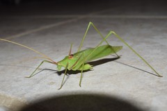 Acrometopa servillea