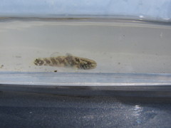 Hemigobius hoevenii