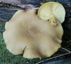 Tricholomopsis sulphureoides image