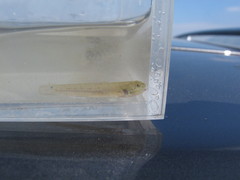 Wuhanlinigobius polylepis