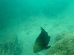 Hemiglyphidodon plagiometopon