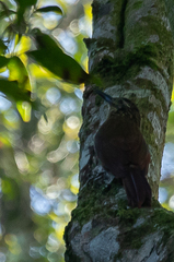 Dendrocolaptes platyrostris