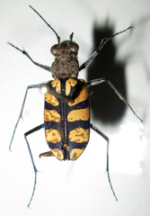 Chaetodera regalis