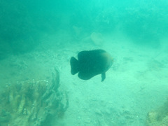 Hemiglyphidodon plagiometopon