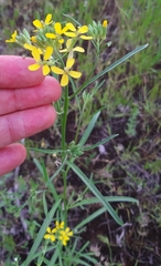 Erysimum canescens