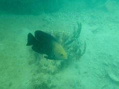 Hemiglyphidodon plagiometopon