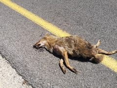 Canis aureus syriacus