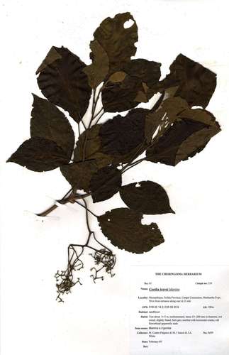 velvet-leaved saucerberry (Cordia torrei)