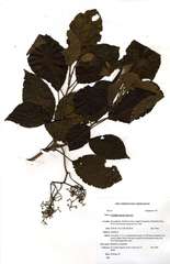Cordia torrei