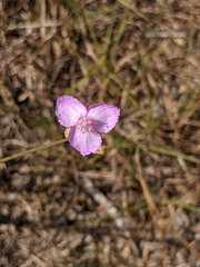 Callisia ornata