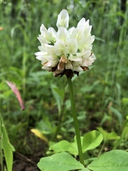 Trifolium stoloniferum