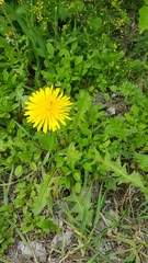Taraxacum officinale