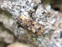 Euparius marmoreus