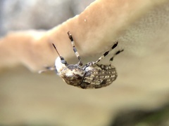 Euparius marmoreus