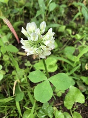 Trifolium stoloniferum