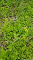 Draba nemorosa