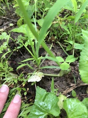 Trifolium stoloniferum