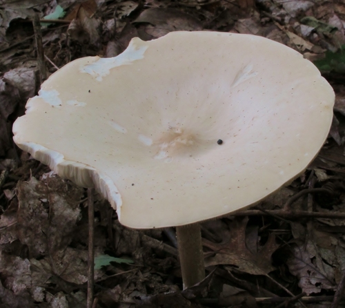 Collybia alboflavida image