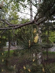 Pinus sylvestris