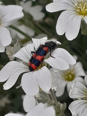 Trichodes favarius