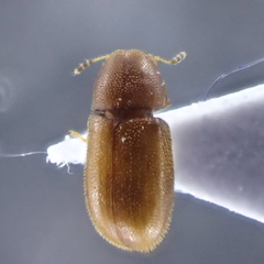 Ennearthron cornutum