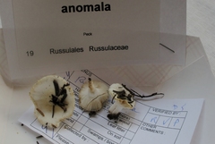 Russula anomala image