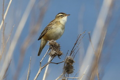 Acrocephalus schoenobaenus