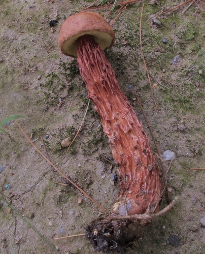 Russell's Bolete