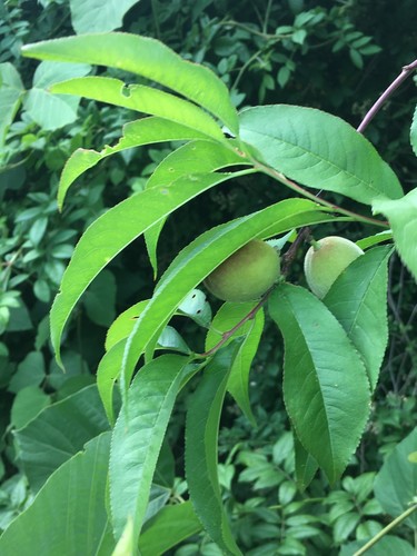 Prunus persica